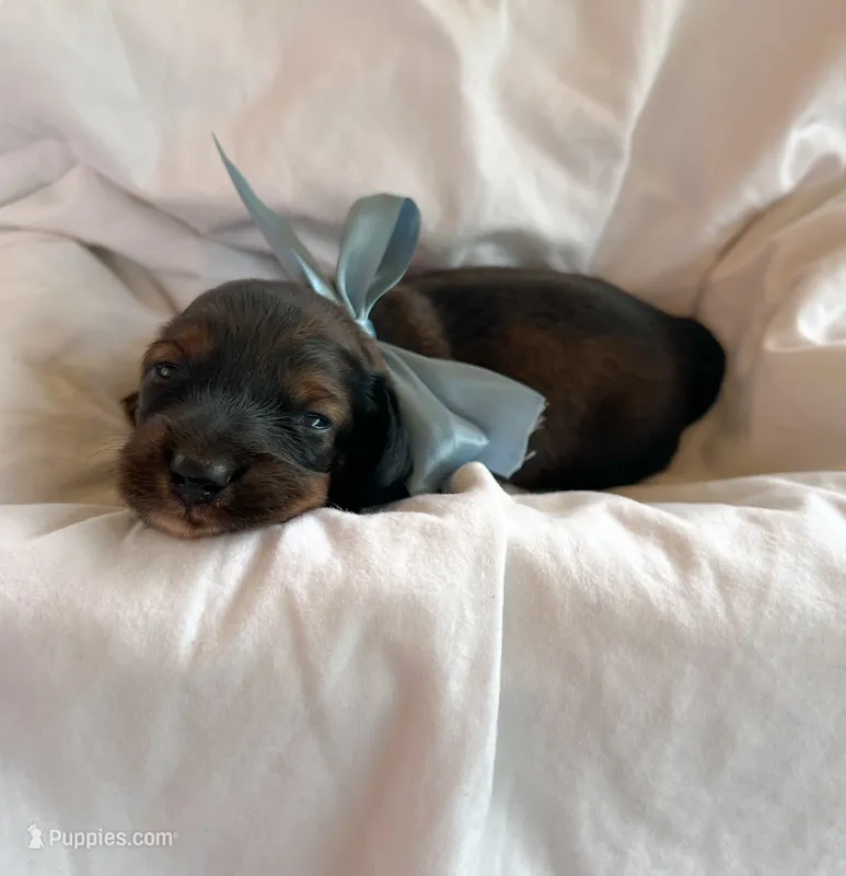 Willow – Miniature Dachshund puppy for sale in Dayton, OH