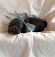 Willow, a female Miniature Dachshund for sale in Dayton, OH – 1 of 3