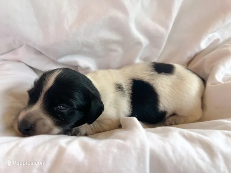 Elvis – Miniature Dachshund puppy for sale in Dayton, OH
