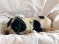 Elvis, a male Miniature Dachshund for sale in Dayton, OH – 1 of 3