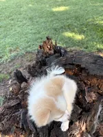 🩷, a female Pomeranian for sale in Indian Head, MD – 4 of 4