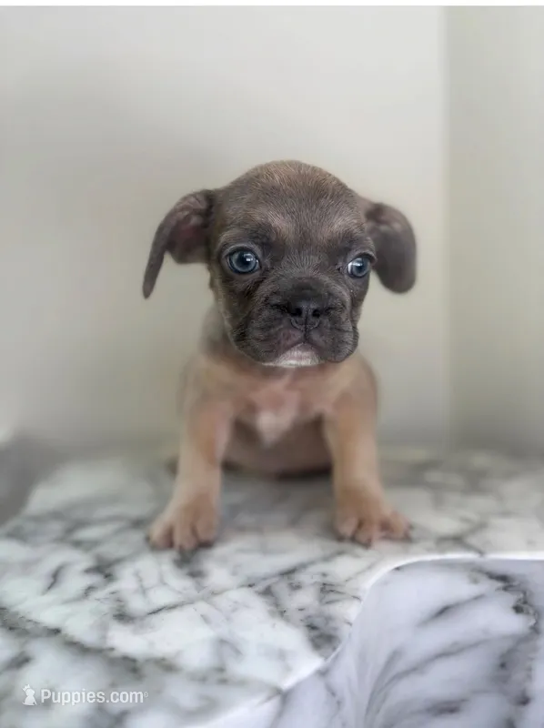 💙 – French Bulldog puppy for sale in Indian Head, MD