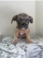 💙, a male French Bulldog for sale in Indian Head, MD – 1 of 3