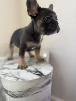 💙, a female French Bulldog for sale in Indian Head, MD – 3 of 3