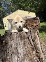 💙, a male Pomeranian for sale in Indian Head, MD – 2 of 3