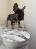 💙, a female French Bulldog for sale in Indian Head, MD – 2 of 3