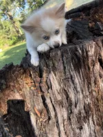 🩷, a female Pomeranian for sale in Indian Head, MD – 3 of 4