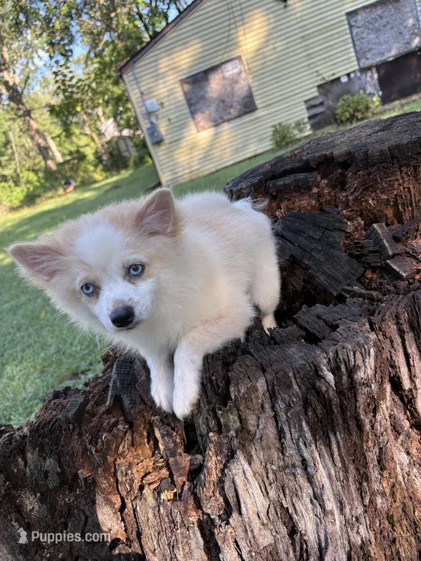 🩷 – Pomeranian puppy for sale in Indian Head, MD