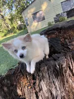 🩷, a female Pomeranian for sale in Indian Head, MD – 1 of 4
