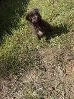 💙, a male Pomeranian and Poodle - Toy  for sale in Indian Head, MD – 3 of 3