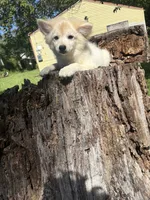 💙, a male Pomeranian for sale in Indian Head, MD – 3 of 3