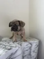 💙, a male French Bulldog for sale in Indian Head, MD – 3 of 3