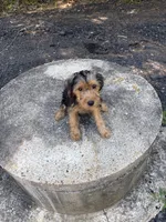 💙, a male Yorkipoo for sale in Indian Head, MD – 2 of 3