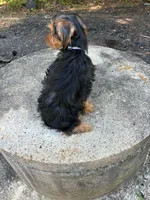 💙, a male Yorkipoo for sale in Indian Head, MD – 3 of 3