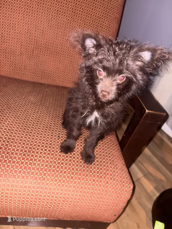 💙 – Pomeranian, Poodle - Toy  puppy for sale in Indian Head, MD