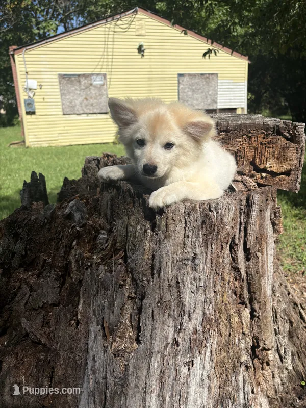 💙 – Pomeranian puppy for sale in Indian Head, MD