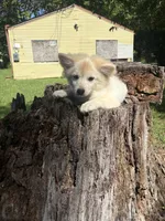 💙, a male Pomeranian for sale in Indian Head, MD – 1 of 3