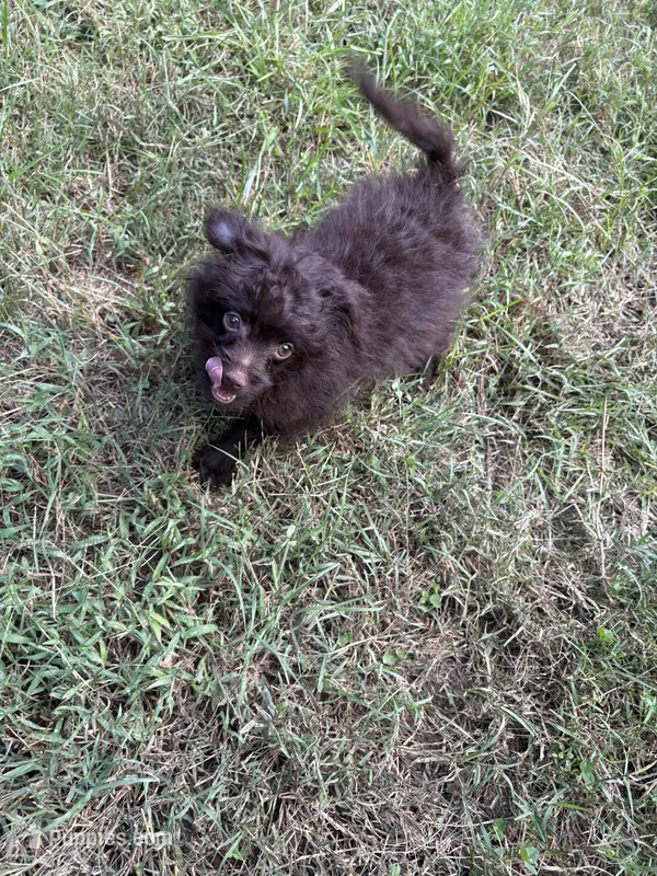 💙 – Pomeranian, Poodle - Toy  puppy for sale in Indian Head, MD