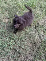 💙, a male Pomeranian and Poodle - Toy  for sale in Indian Head, MD – 1 of 3
