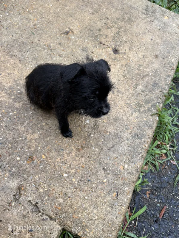 💙 – Jack Russell Terrier puppy for sale in Indian Head, MD