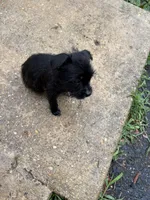 💙, a male Jack Russell Terrier for sale in Indian Head, MD – 1 of 3