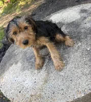 💙, a male Yorkipoo for sale in Indian Head, MD – 1 of 3