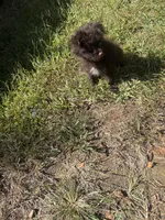 💙, a male Pomeranian and Poodle - Toy  for sale in Indian Head, MD – 2 of 3