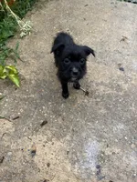 💙, a male Jack Russell Terrier for sale in Indian Head, MD – 2 of 3