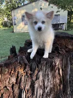 🩷, a female Pomeranian for sale in Indian Head, MD – 2 of 4