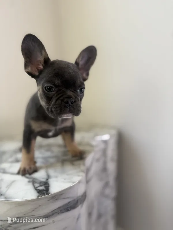 💙 – French Bulldog puppy for sale in Indian Head, MD