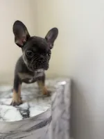 💙, a female French Bulldog for sale in Indian Head, MD – 1 of 3