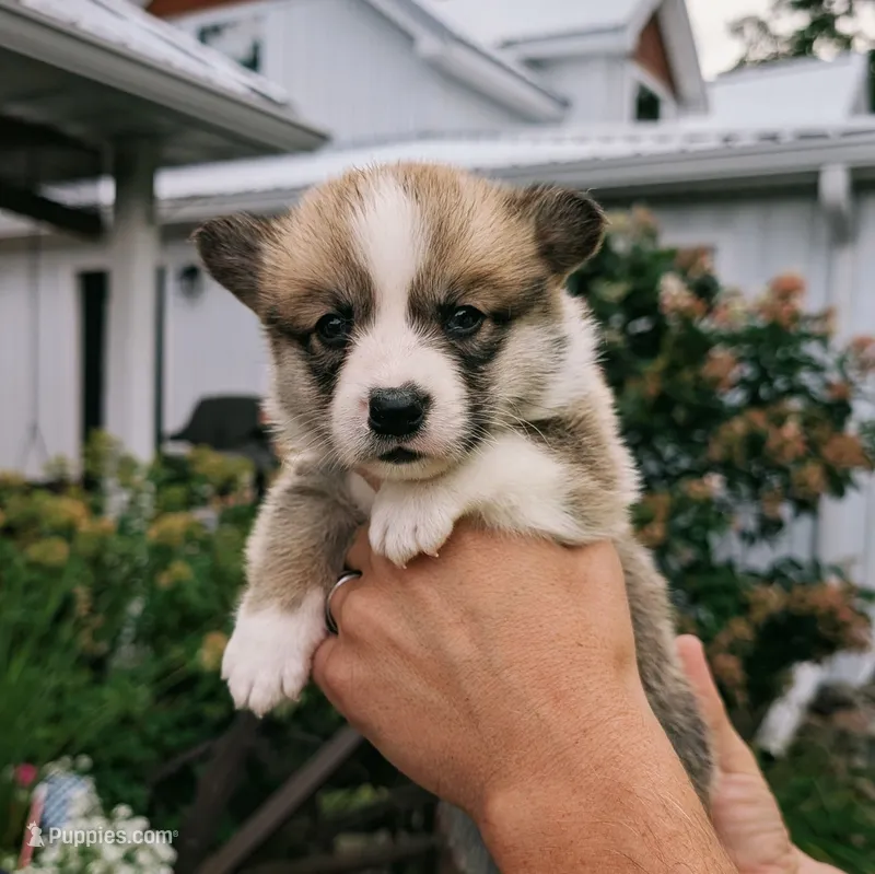 York – Pembroke Welsh Corgi puppy for sale in Coleman, MI
