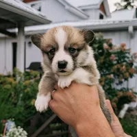 York, a male Pembroke Welsh Corgi for sale in Coleman, MI – 1 of 3