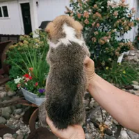 Yvette, a female Pembroke Welsh Corgi for sale in Coleman, MI – 3 of 3