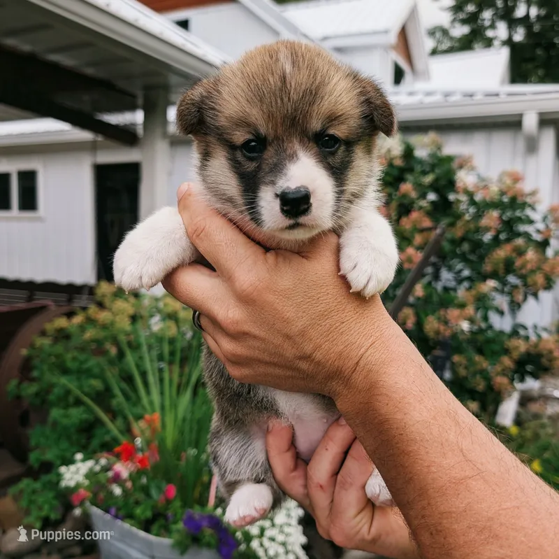 Yvette – Pembroke Welsh Corgi puppy for sale in Coleman, MI