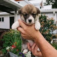Yvette, a female Pembroke Welsh Corgi for sale in Coleman, MI – 1 of 3