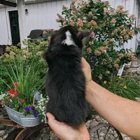 Yancy, a male Pembroke Welsh Corgi for sale in Coleman, MI – 3 of 3