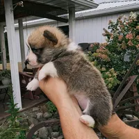Yves, a male Pembroke Welsh Corgi for sale in Coleman, MI – 3 of 3