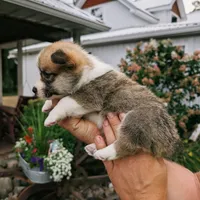 York, a male Pembroke Welsh Corgi for sale in Coleman, MI – 2 of 3