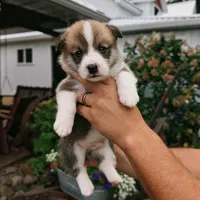 Yale, a male Pembroke Welsh Corgi for sale in Coleman, MI – 1 of 3