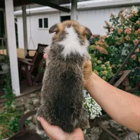 Yale, a male Pembroke Welsh Corgi for sale in Coleman, MI – 2 of 3