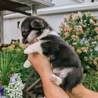 Yosef, a male Pembroke Welsh Corgi for sale in Coleman, MI – 2 of 3