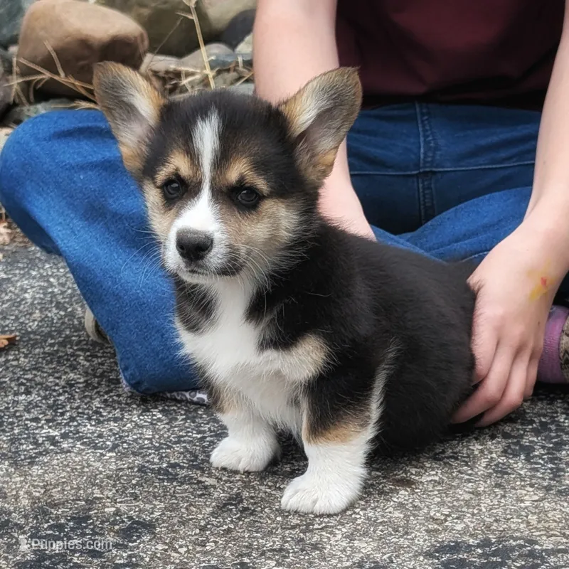 Yancy – Pembroke Welsh Corgi puppy for sale in Coleman, MI