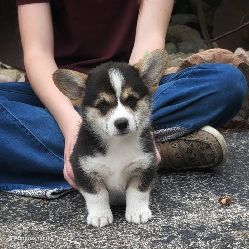 Yosef – Pembroke Welsh Corgi puppy for sale in Coleman, MI