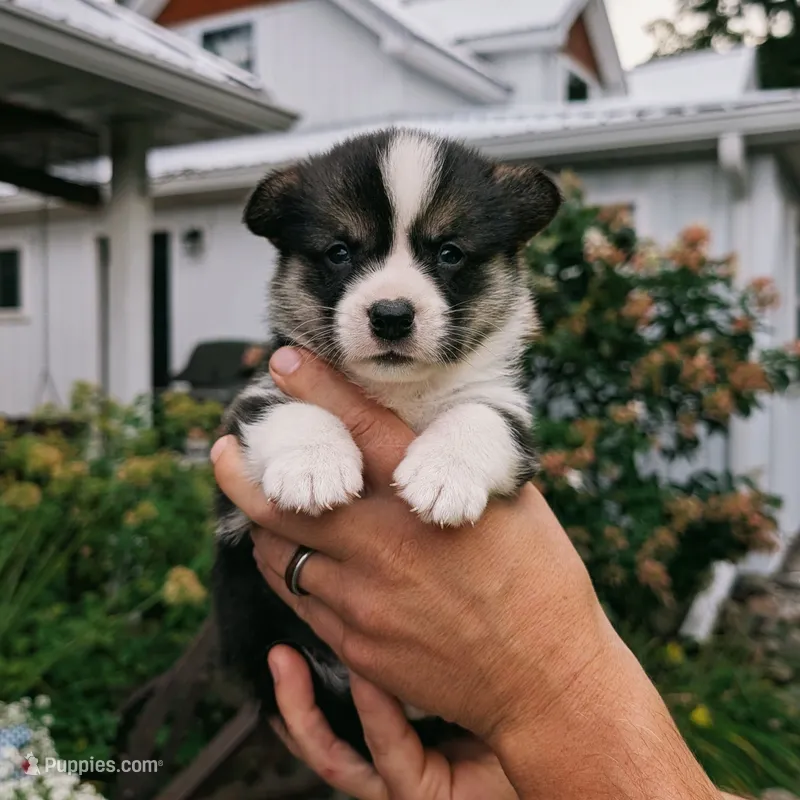 Yosef – Pembroke Welsh Corgi puppy for sale in Coleman, MI