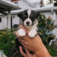 Yosef, a male Pembroke Welsh Corgi for sale in Coleman, MI – 1 of 3