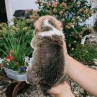 Yves, a male Pembroke Welsh Corgi for sale in Coleman, MI – 2 of 3