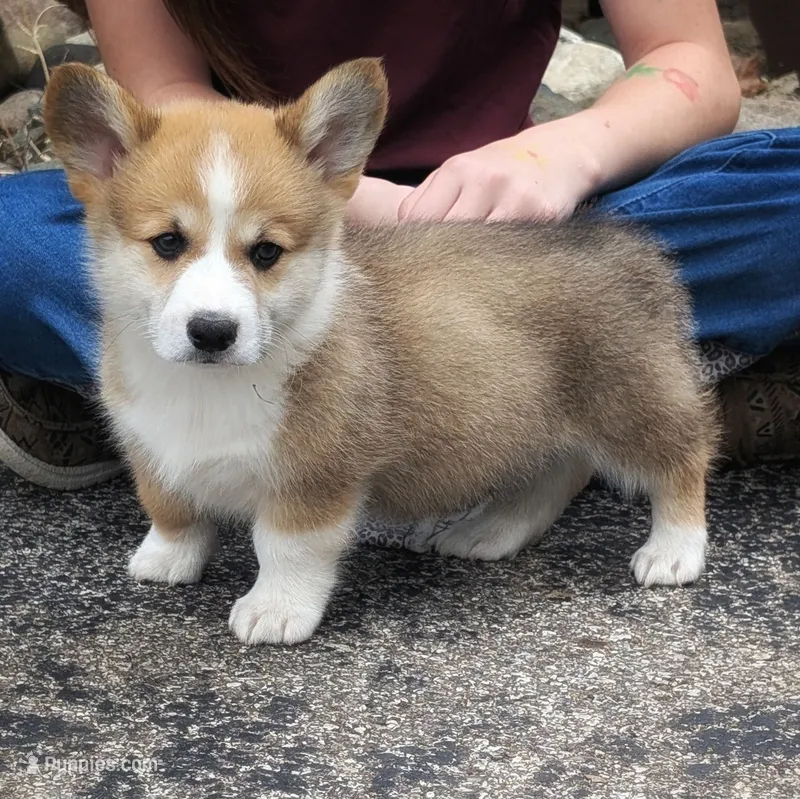 York – Pembroke Welsh Corgi puppy for sale in Coleman, MI