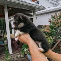 Yancy, a male Pembroke Welsh Corgi for sale in Coleman, MI – 2 of 3