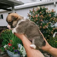 Yvette, a female Pembroke Welsh Corgi for sale in Coleman, MI – 2 of 3